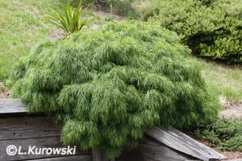 Exotické rostliny